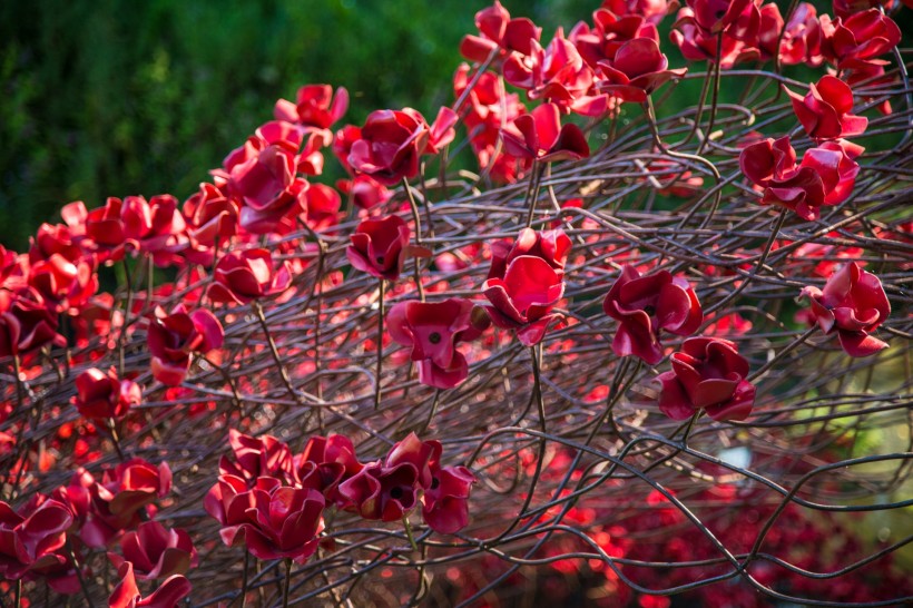 点击大图看下一张：铁艺红色罂粟花图片