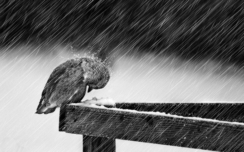 点击大图看下一张：雨天风景图片