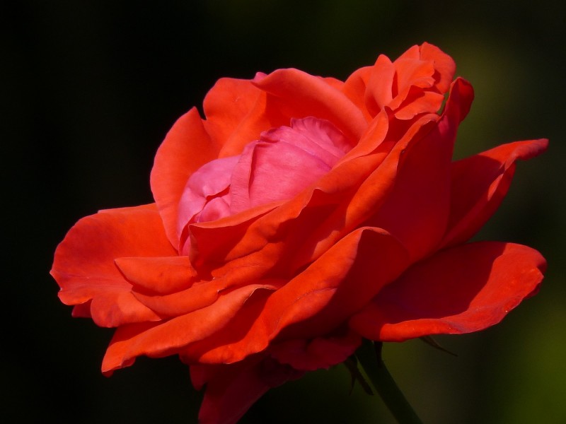 点击大图看下一张：鲜艳红玫瑰图片