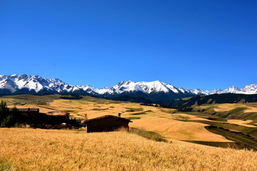 点击大图看下一张：雪山下的金色麦田图片