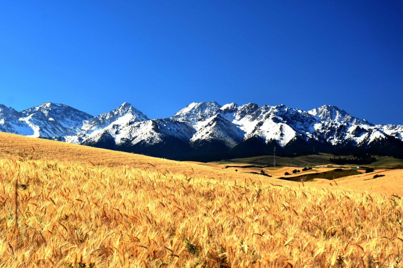 点击大图看下一张：雪山下的金色麦田图片