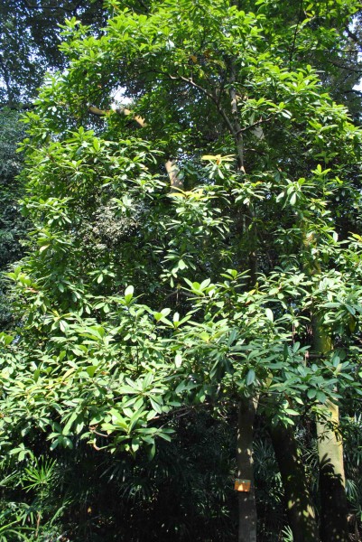 点击大图看下一张：阿丁枫植物图片