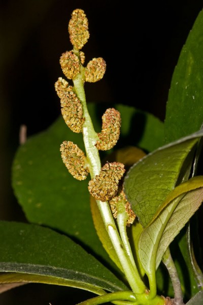 点击大图看下一张：阿丁枫植物图片