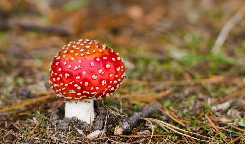 点击大图看下一张：树林里的蘑菇图片