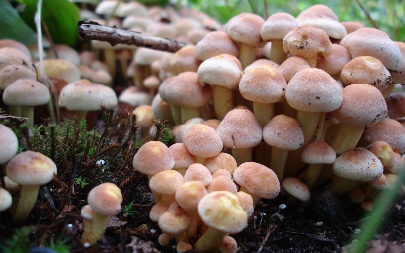 点击大图看下一张：蘑菇图片