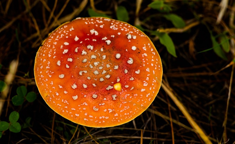 点击大图看下一张：树林里的蘑菇图片