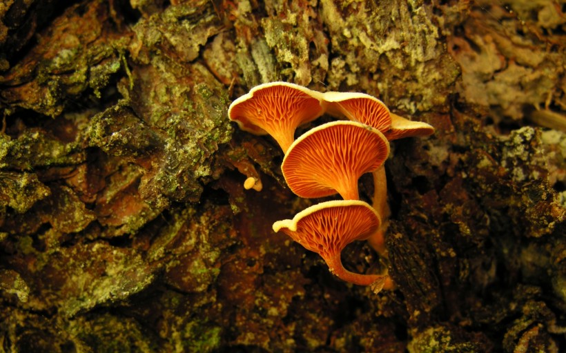 点击大图看下一张：蘑菇图片