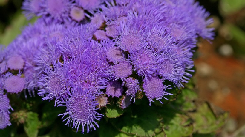 点击大图看下一张：霍香蓟花卉图片