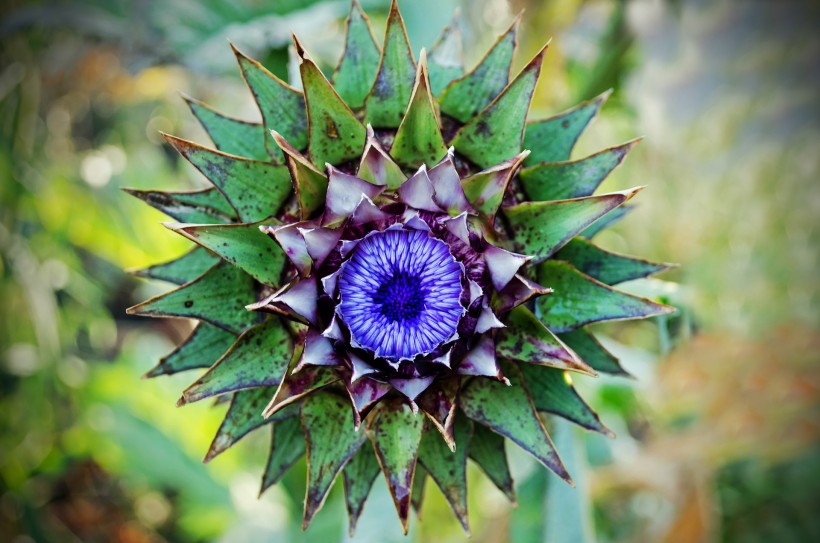 点击大图看下一张：紫色藿香蓟花卉图片