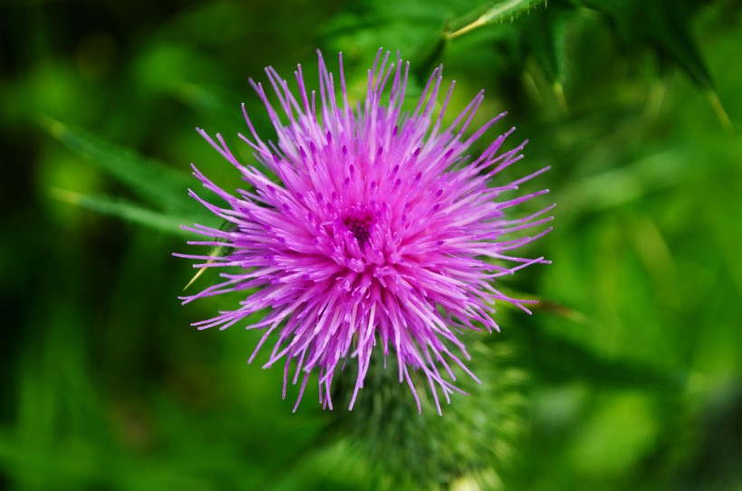 点击大图看下一张：紫色藿香蓟花卉图片