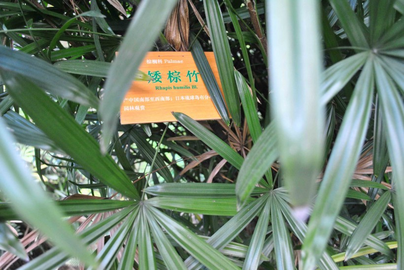 点击大图看下一张：矮棕竹植物图片