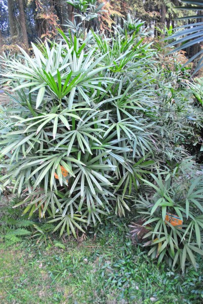 点击大图看下一张：矮棕竹植物图片