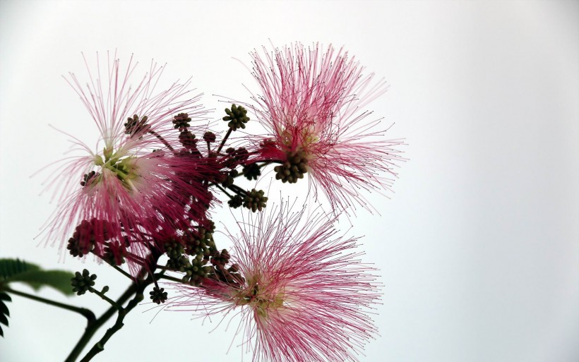点击大图看下一张：粉色毛绒绒的合欢花图片