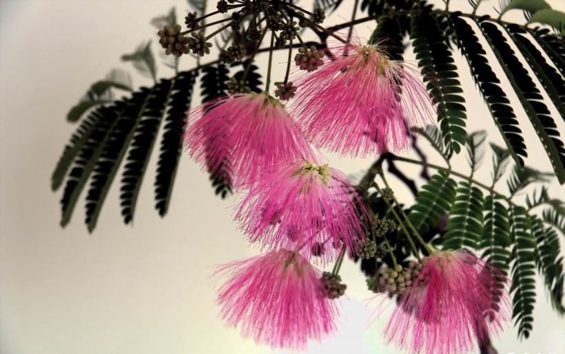 点击大图看下一张：粉色毛绒绒的合欢花图片