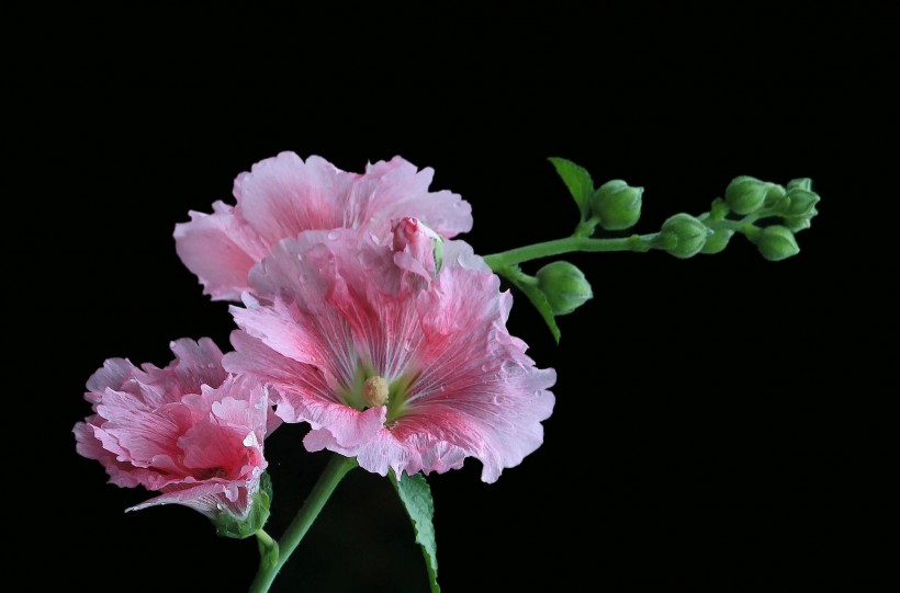 点击大图看下一张：色彩浓淡相宜的蜀葵花卉图片