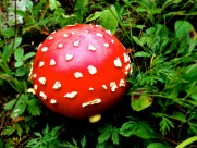 红色毒蝇伞毒蘑菇图片_6张