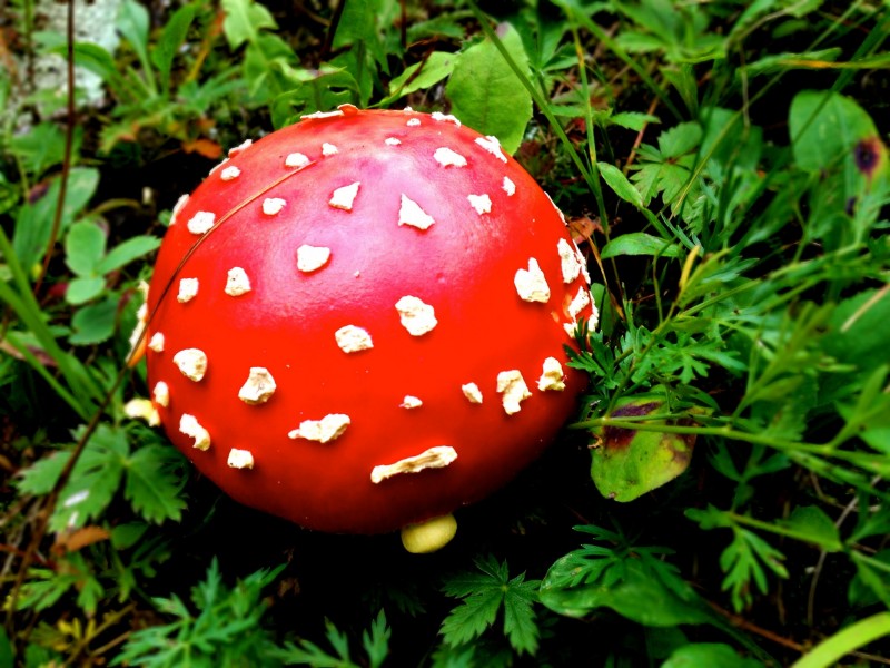 点击大图看下一张：红色毒蝇伞毒蘑菇图片
