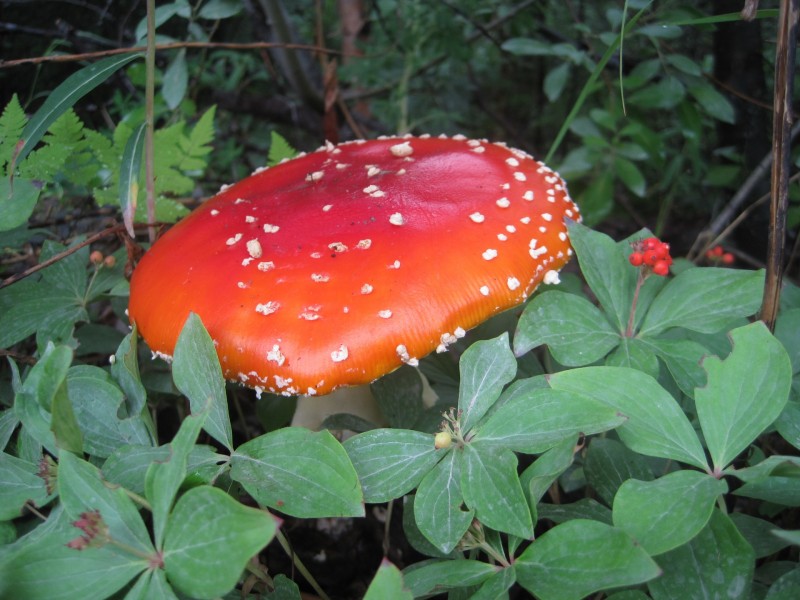 点击大图看下一张：红色毒蝇伞毒蘑菇图片