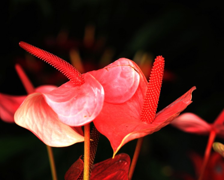 点击大图看下一张：热情似火的红掌花卉图片