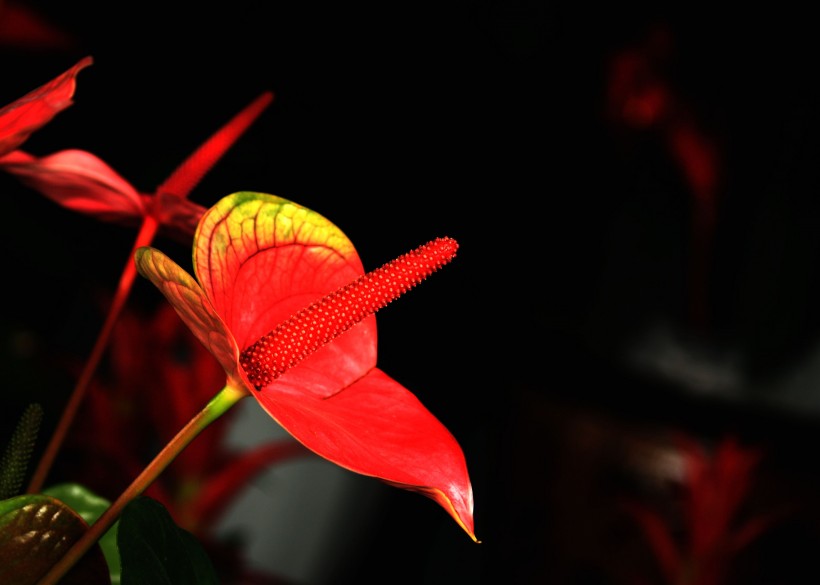 点击大图看下一张：热情似火的红掌花卉图片