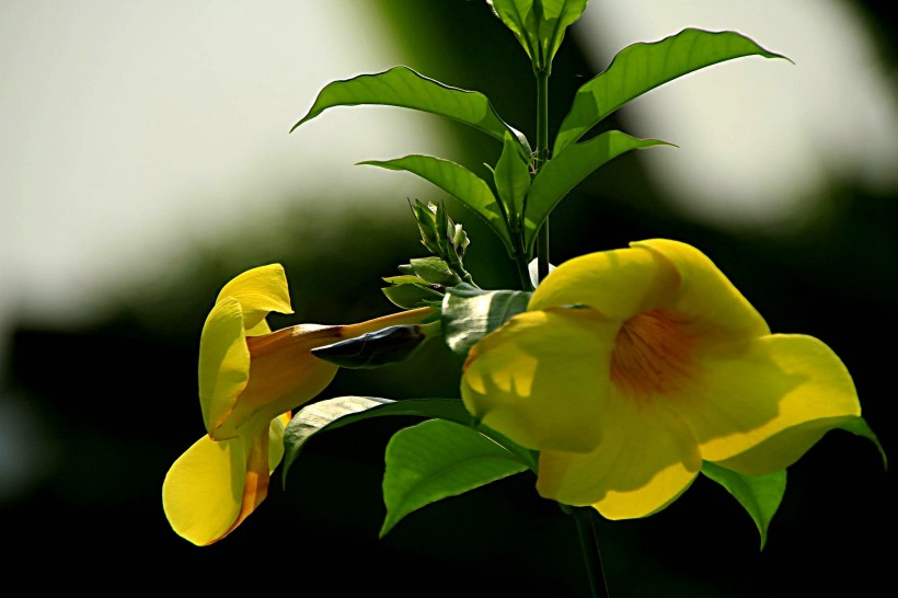 点击大图看下一张：软枝黄婵花图片