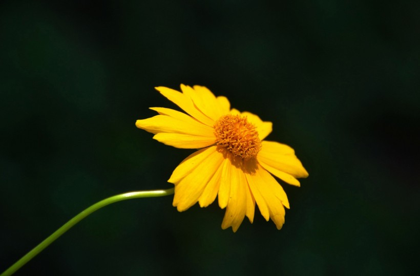 点击大图看下一张：黄色金鸡菊花卉图片