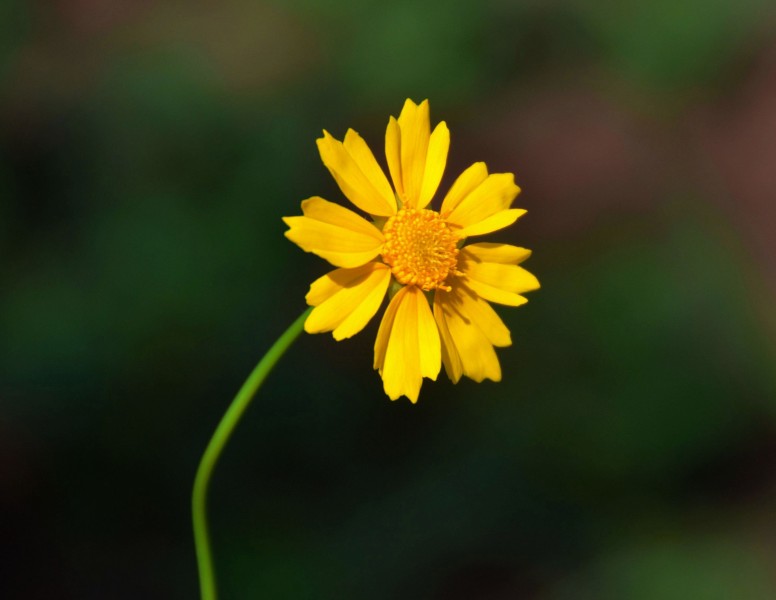 点击大图看下一张：黄色金鸡菊花卉图片