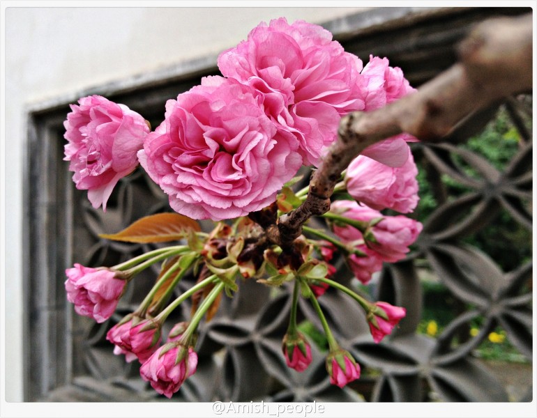 点击大图看下一张:八重樱图片