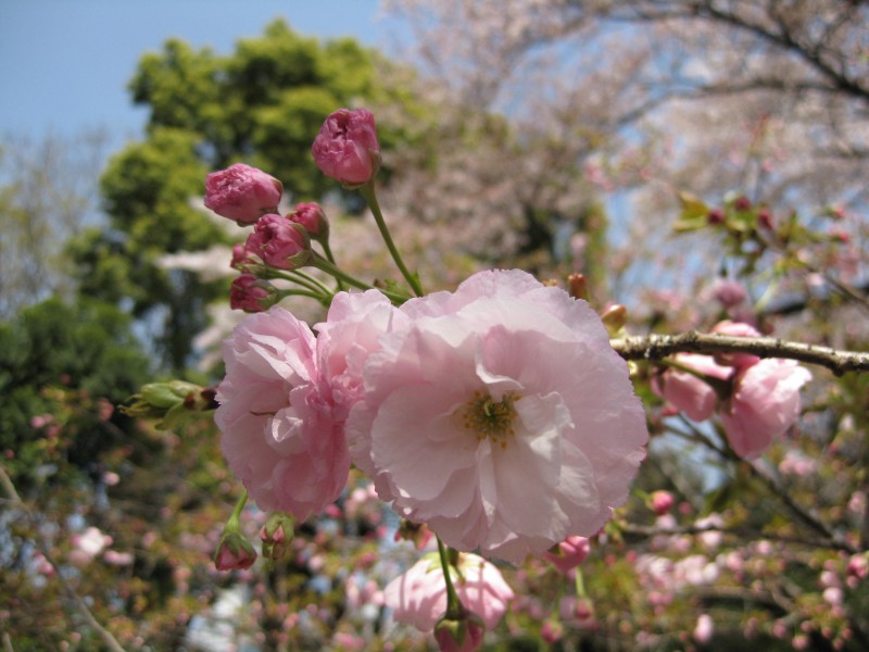 点击大图看下一张：八重樱图片