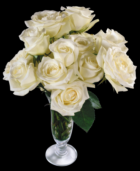 点击大图看下一张：白玫瑰透明背景PNG图片