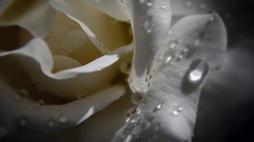 点击大图看下一张：淡雅的白玫瑰图片