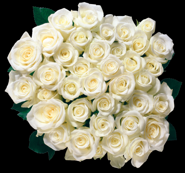 点击大图看下一张：白玫瑰透明背景PNG图片