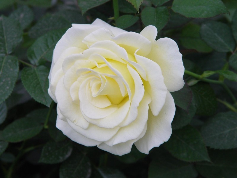 点击大图看下一张：淡雅的白玫瑰图片