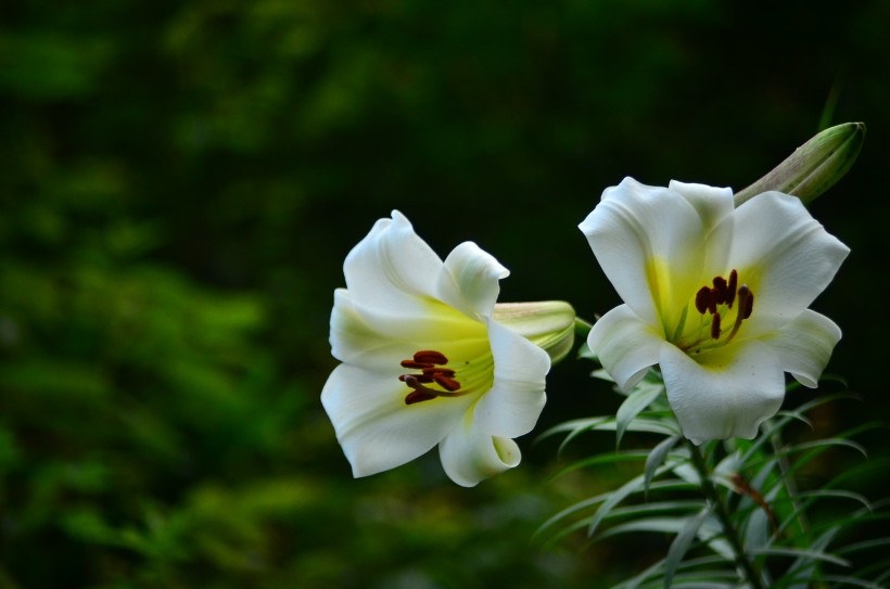 点击大图看下一张：百合花图片