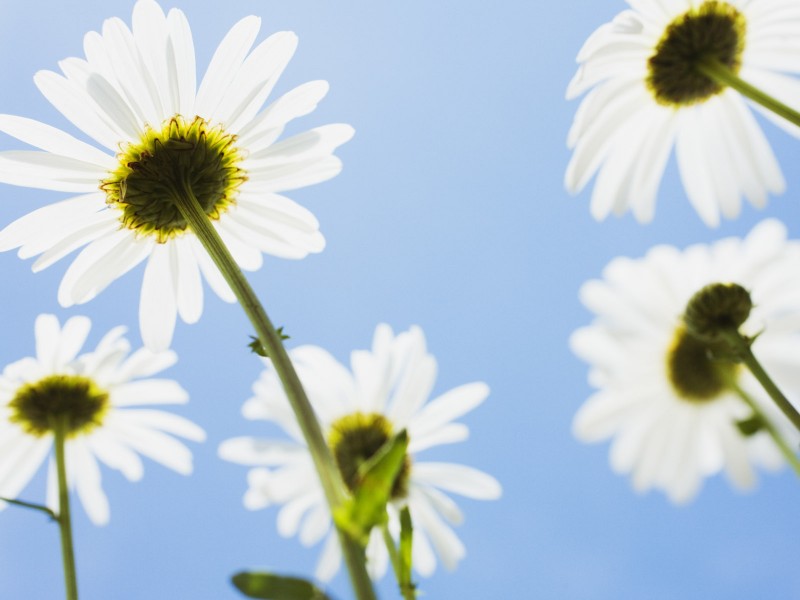 点击大图看下一张：白色的菊花和郁金香图片