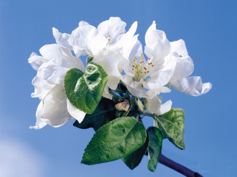 点击大图看下一张：白色的菊花和郁金香图片
