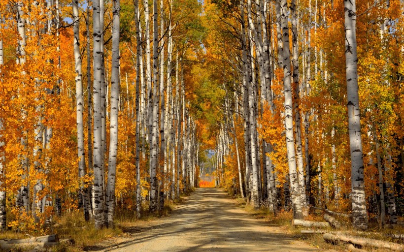 点击大图看下一张：秋季金黄的白桦林图片