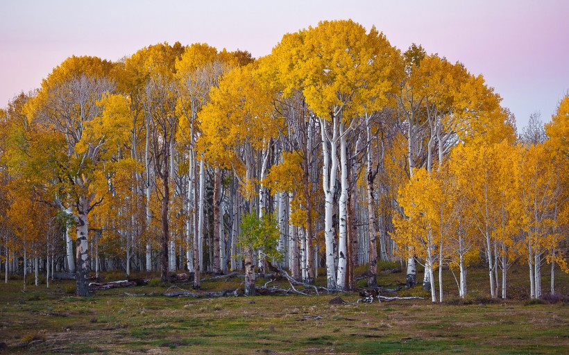 点击大图看下一张：秋季金黄的白桦林图片