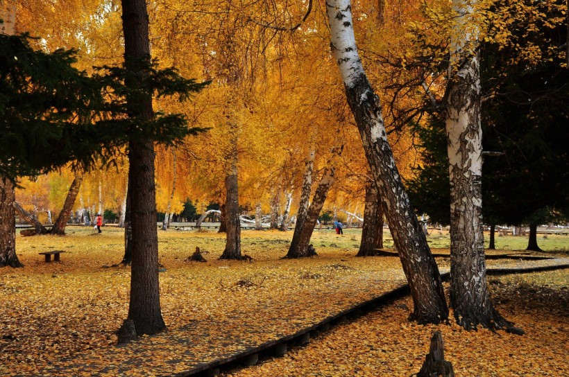 点击大图看下一张：秋天的白桦林图片