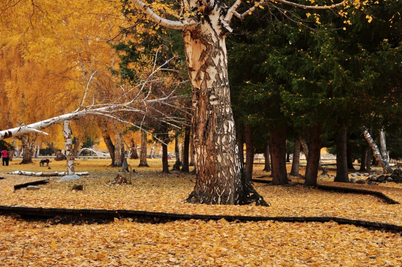 点击大图看下一张：秋天的白桦林图片