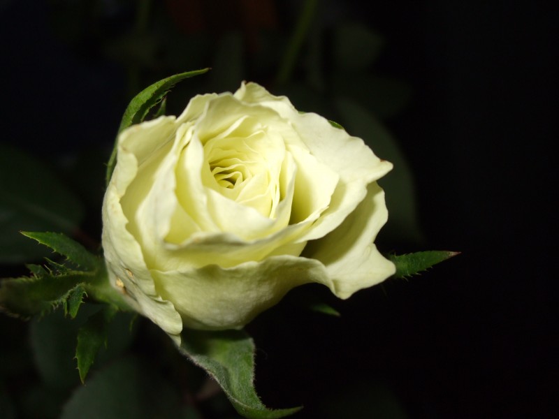 点击大图看下一张：纯洁的白玫瑰图片