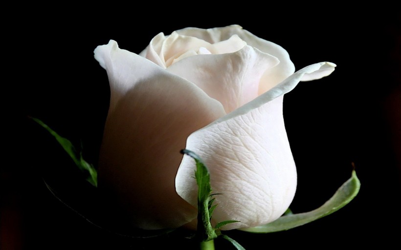 点击大图看下一张：白玫瑰图片