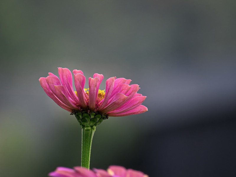 点击大图看下一张：百日草花卉图片