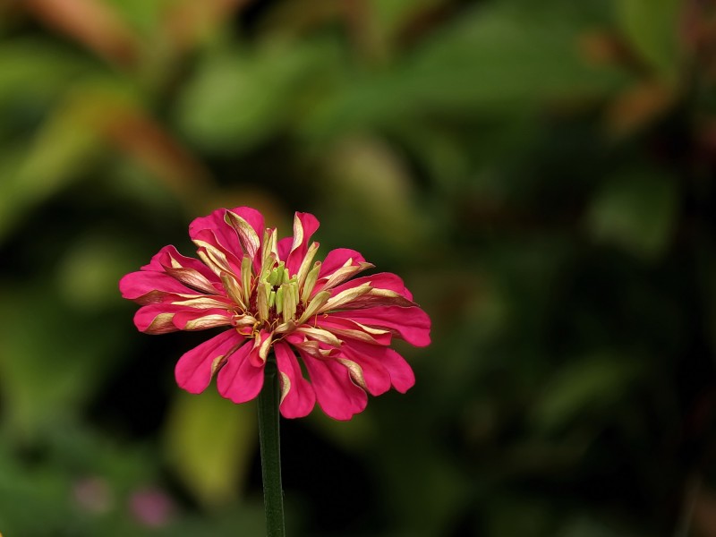 点击大图看下一张：百日草花卉图片