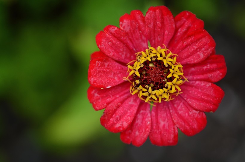 点击大图看下一张：观赏植物之百日菊图片