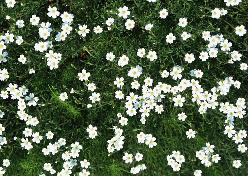 点击大图看下一张：白色花丛图片