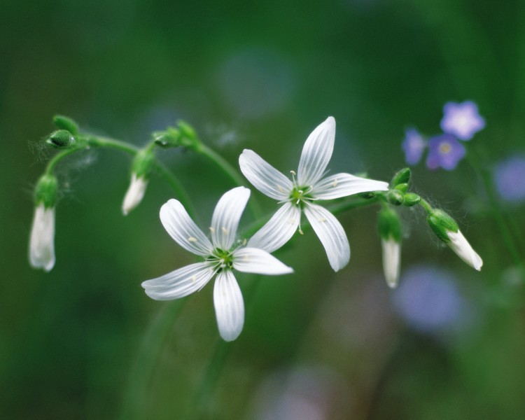 点击大图看下一张：美丽的白色野花图片