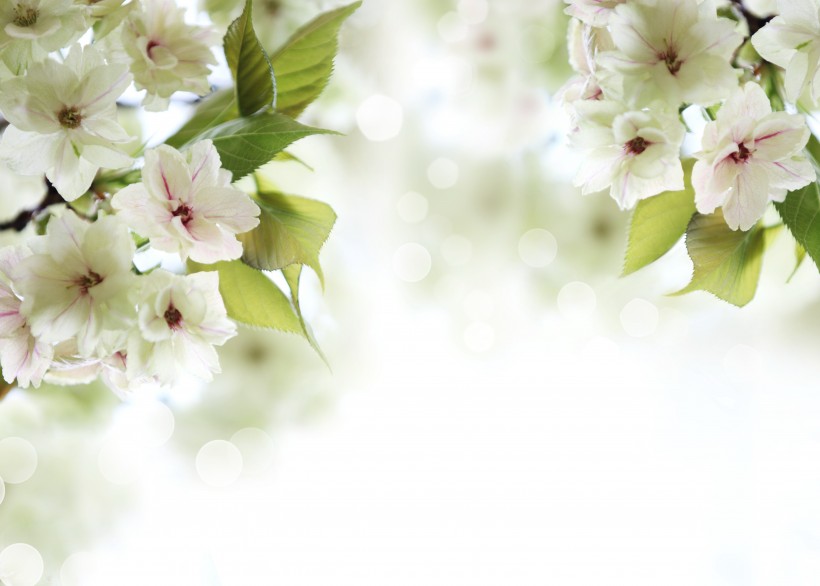 点击大图看下一张：漂亮的白色樱花图片