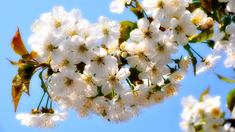 点击大图看下一张：漂亮的白色樱花图片
