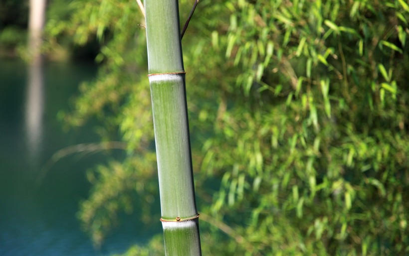 点击大图看下一张：清脆的竹子图片